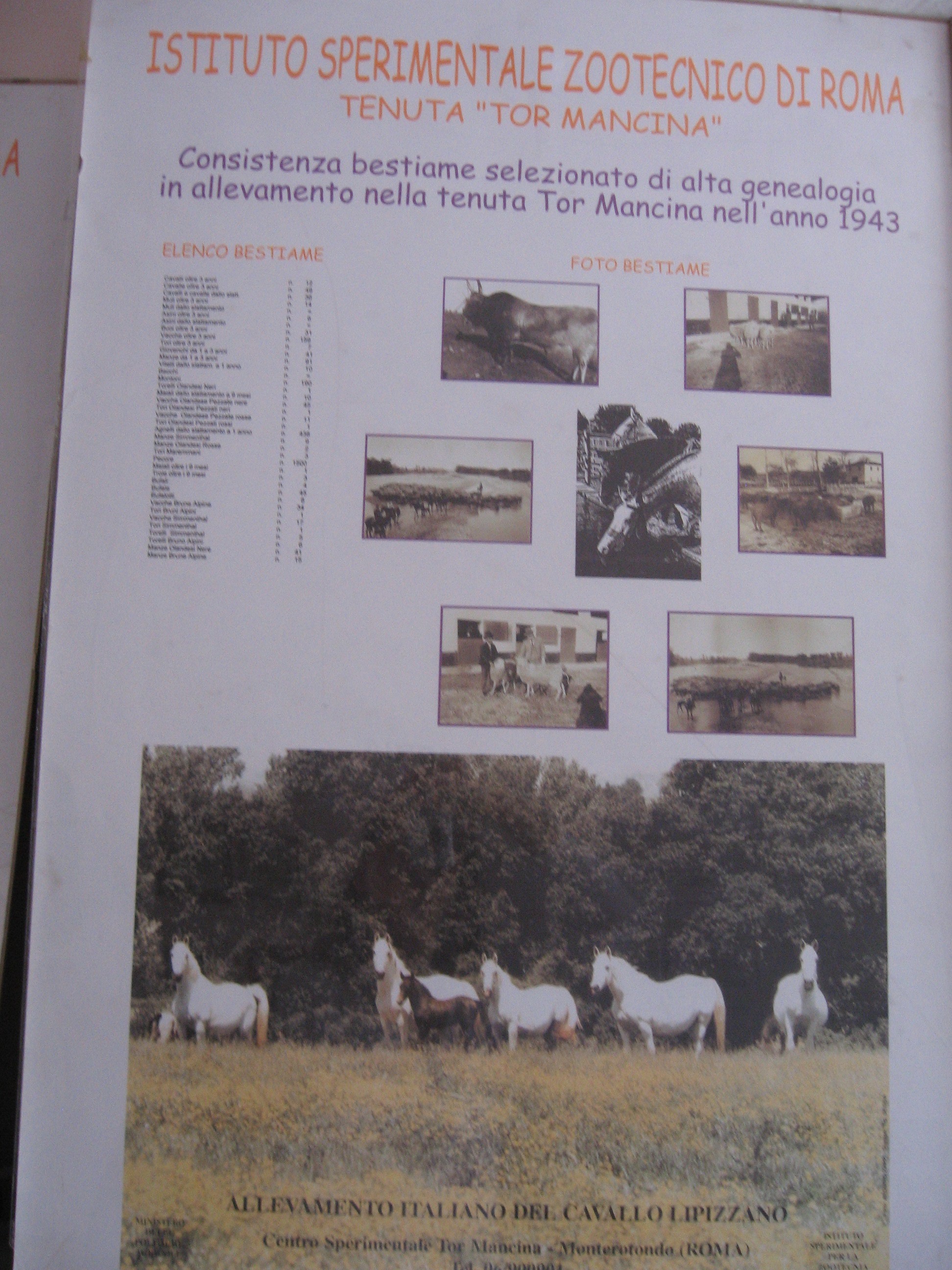 Pannello che descrive la  consistenza del bestiame selezionato di alta genealogia allevato nella Tenuta di Tor Mancina nell’anno 1943. Foto bestiame