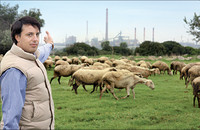 Un gregge di pecore, sullo sfondo una ciminiera