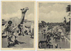 Foto cammelli somali (7°Alias Mohamed nella boscaglia somala)