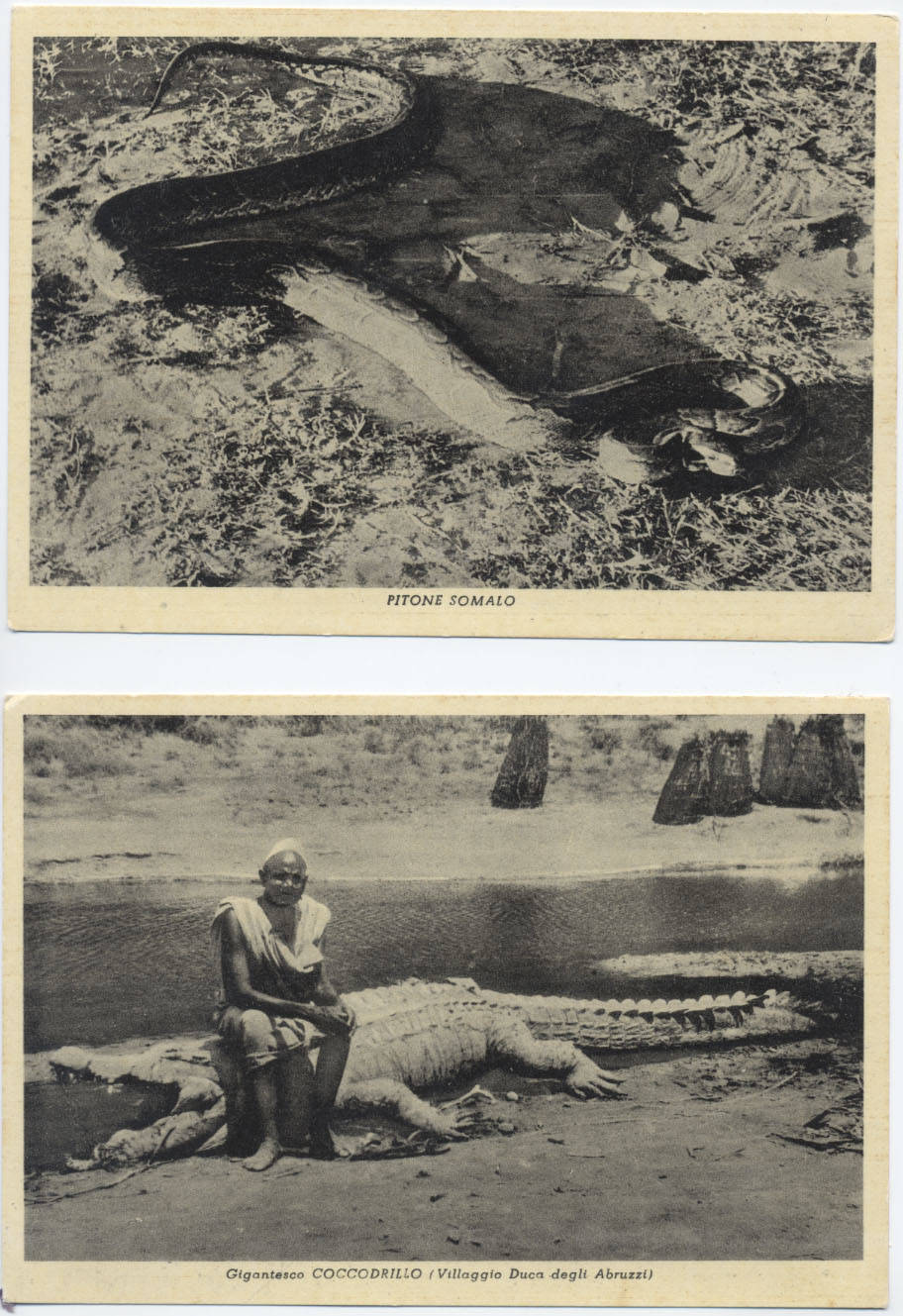 Foto gigantesco pitone somalo e coccodrillo (7° Alias Mohamed nella boscaglia somala)