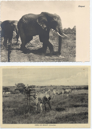 Foto elefante e zebra somale(7° Alias Mohamed nella boscaglia somala)