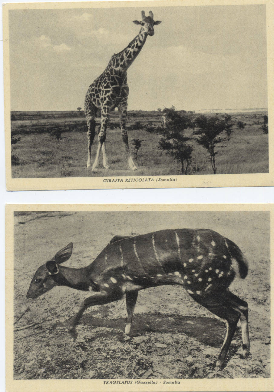 Foto giraffa e gazzella somale (7° Alias Mohamed nella boscaglia somala)