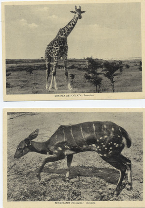 Foto giraffa e gazzella (7° Alias Mohamed nella boscaglia somala)