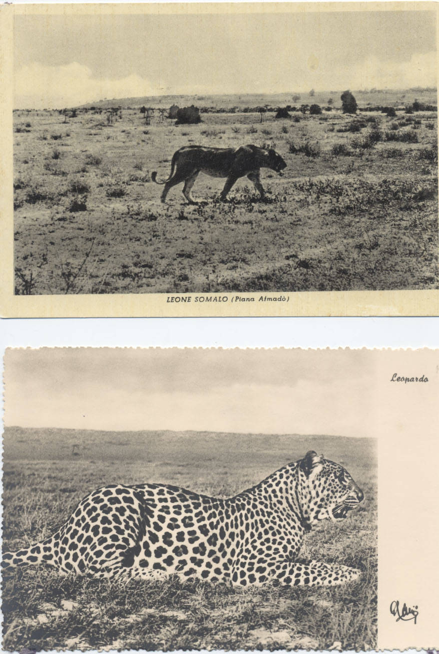 Foto leopardo e leone somali ( 7° Alias Mohamed nella boscaglia somala) 