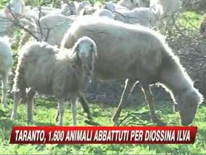 L'annuncio dell'abbattimeno delle pecore