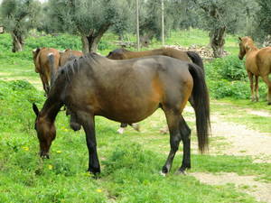 cavalli della masseria contaminata a Taranto per la diossina