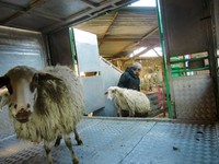 Pecore contaminate da diossina a Taranto