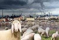Pecore-Ilva