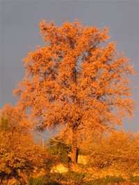 albero