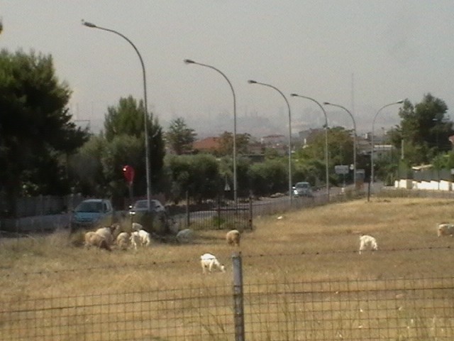 Pecore che pascolano a Taranto. Sullo sfondo l'Ilva
