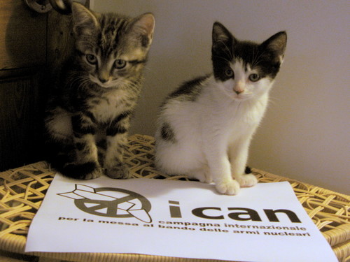 Kittens against Nuclear Weapons