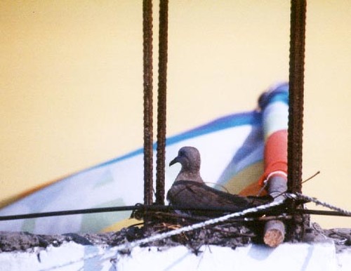 Ciao, questa colomba ha fatto il suo nido vicino alla bandiera dei volontari ASPEm a Lima. 
