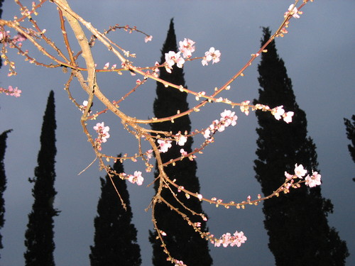 Pesco in fiore con i cipressi ( giardino pensile della Casa per la Pace