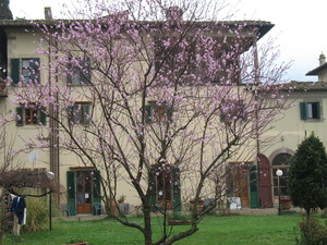 Pesco fiorito con casa ( Giardino pensile della casa per la Pace )  - anno 2008