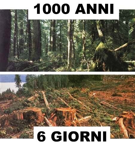 Ci vigliono Mille anni per veder crescere una foresta, ma bastano pochi giorni per distruggere tutto un ecosistema