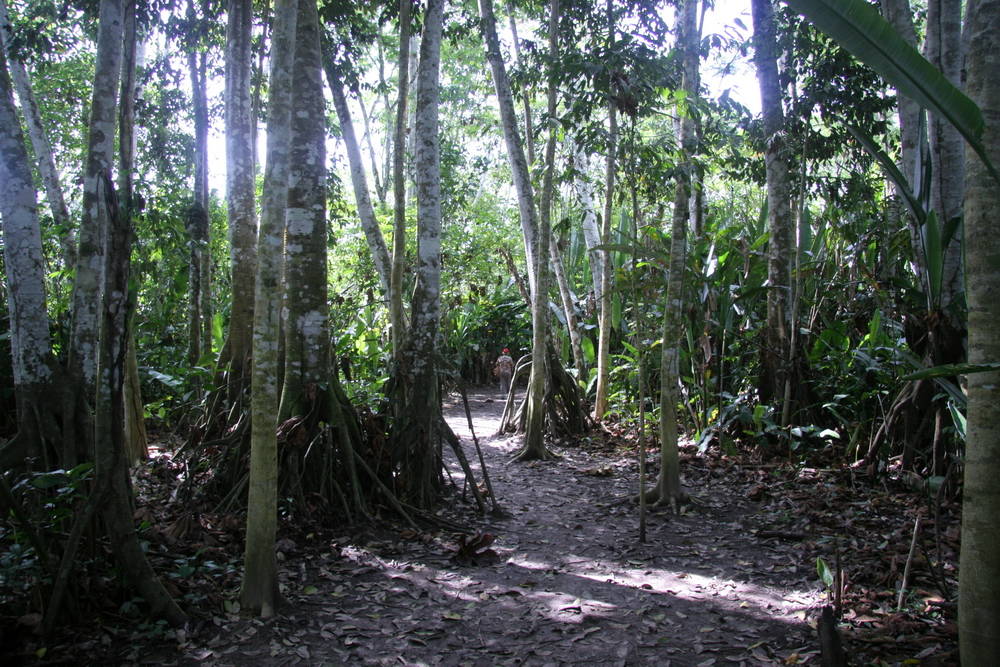 Foresta dell'Amazzonia peruana
