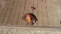 la tartaruga in legno col collo spezzato - Lecceta