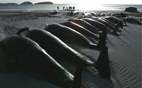 cetacei spiaggiati in Tasmania nel 2004