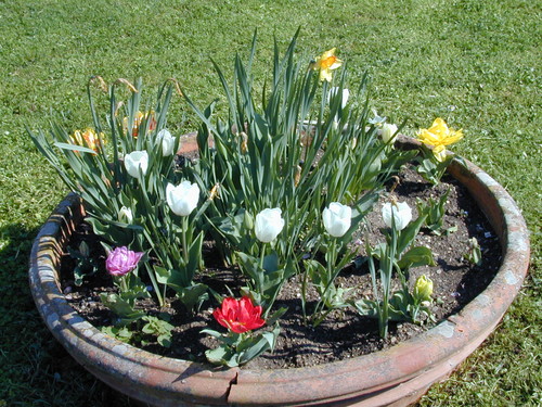 Vaso in fiore, particolare del giardino della Casa