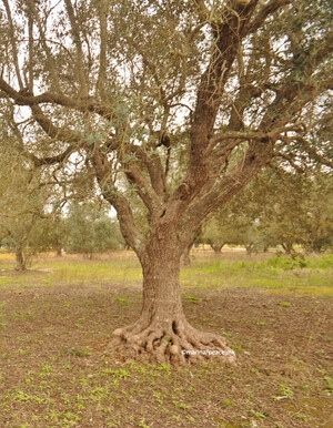 Peacelink porta in Commissione il caso Xylella