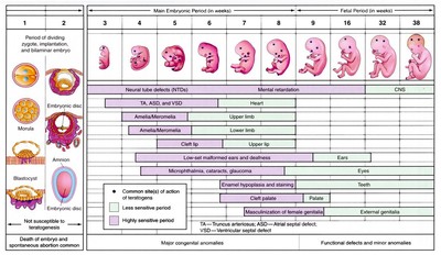 La formazione dell'embrione e del feto, le fasi di maggiore vulnerabilità sono evidenziate nel grafico.