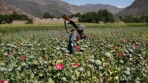 Boom di oppio in Afghanistan nelle aree controllate dalle "missioni di pace"