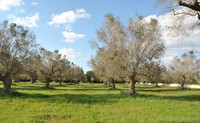 In difesa delle piante d'olivo