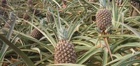 Costarica: Bambini intossicati per fumigazione in piantagioni di ananas