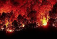 Colpo di spugna per gli ecoreati mentre i boschi bruciano