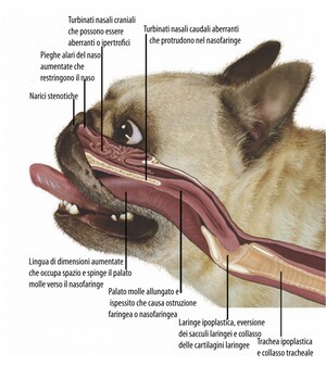 Sindrome brachicefalica nei cani a muso corto