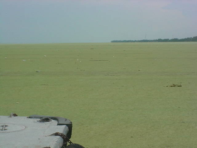 l'effetto dell'alga sulla superficie de lago