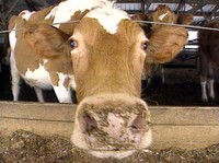 Morbo della mucca pazza: 300.000 casi ignorati in Francia