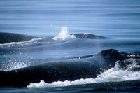 L'inquinamento visto dalle balene