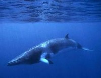 Nuove intese, ma le balene restano a rischio
