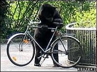 Berlino, l'incredibile fuga di Juan l'orso che scappa in bicicletta