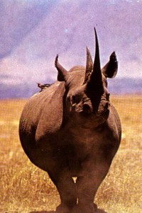 Riaperta la caccia al rinoceronte