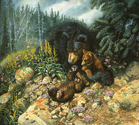 Addio Cannella Hanno ucciso l'ultima orsa dei Pirenei