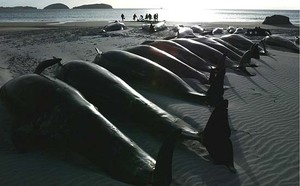 balene spiaggiate