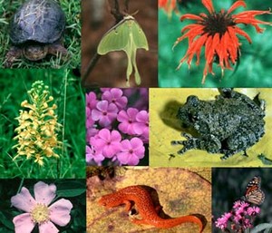 Biodiversità