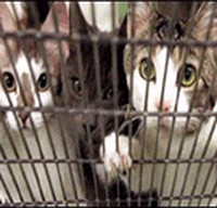 Gatti in gabbia