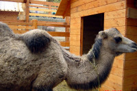Cammelli e lama, lo zoo dei forestali sull’Aspromonte