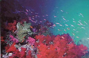 La barriera corallina