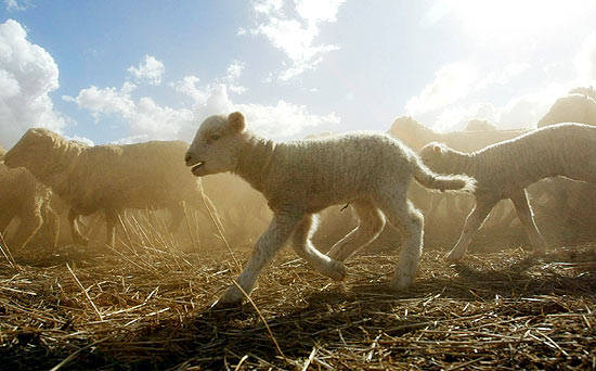Pecore merino a Yarran station, vicino Young, 300 km a ovest di Sidney in Australia (Foto Ap). 