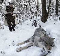 Caccia al lupo