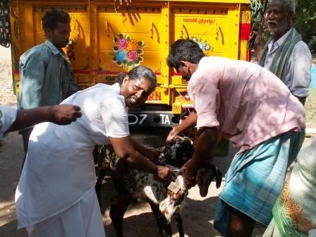 la famiglia servitana indiana consegna le capre
