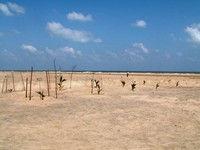 il cimitero sulla spiaggia. un albero è stato piantato per ogni morto