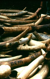 Il mercato globale dell'avorio, tra bracconieri e imprenditori: torna la strage degli elefanti