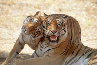 Lo scandalo delle tigri scomparse