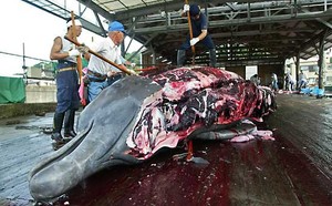  CACCIA ALLE BALENE Il Giappone ha annunciato stamani che rafforzerà la caccia alle balene per scopi scientifici e di ricerca sfidando così i partner internazionali riuniti da poche ore a Ulsan, in Corea del Sud, per la 57esima sessione plenaria della Co