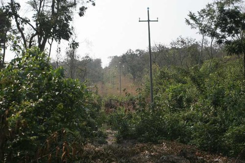 I pali della linea elettrica attraversano la foresta in direzione dell'ospedale di Kimbau